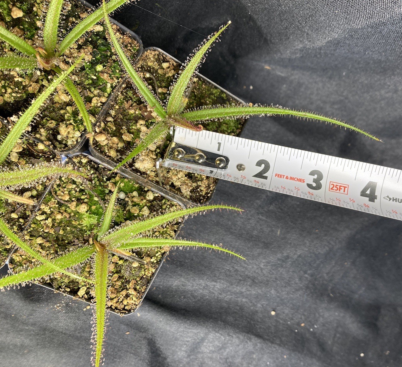 Drosera regia 'Big Easy'. Rare Cultivar! Potted To Select States. Heat Pck Avail
