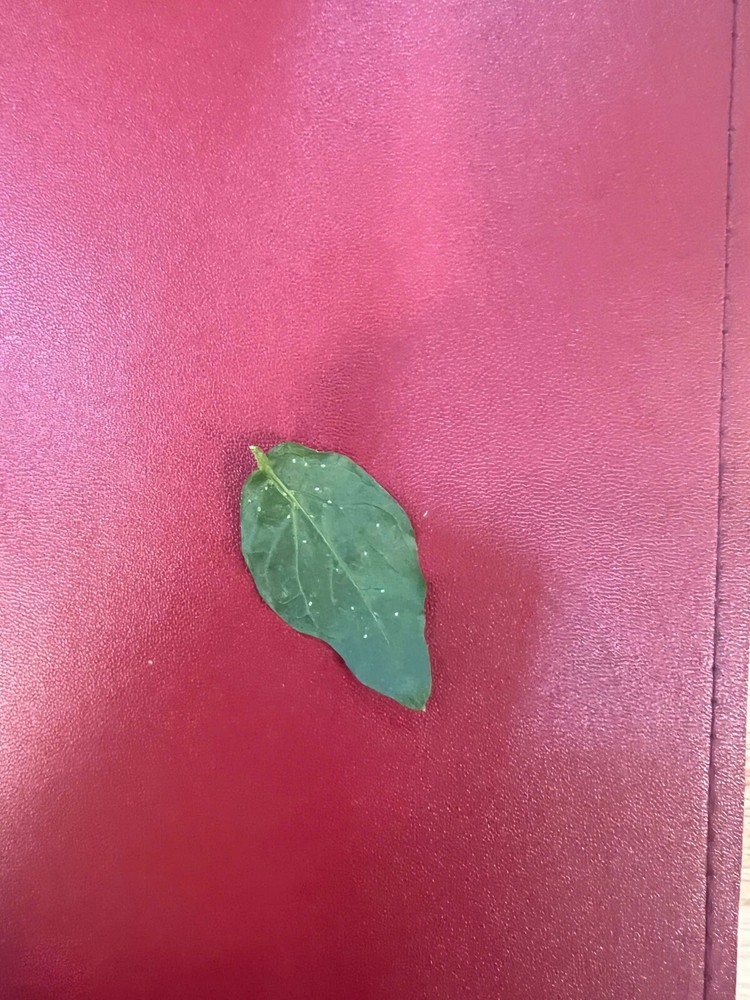 1 dried jasmine leaf on red font tuoi tre