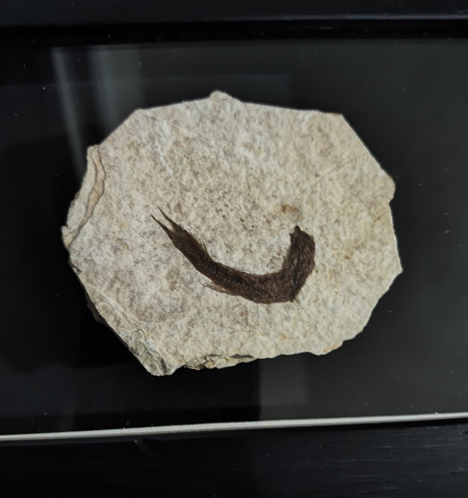 Knighting Fish Fossil In A Frame