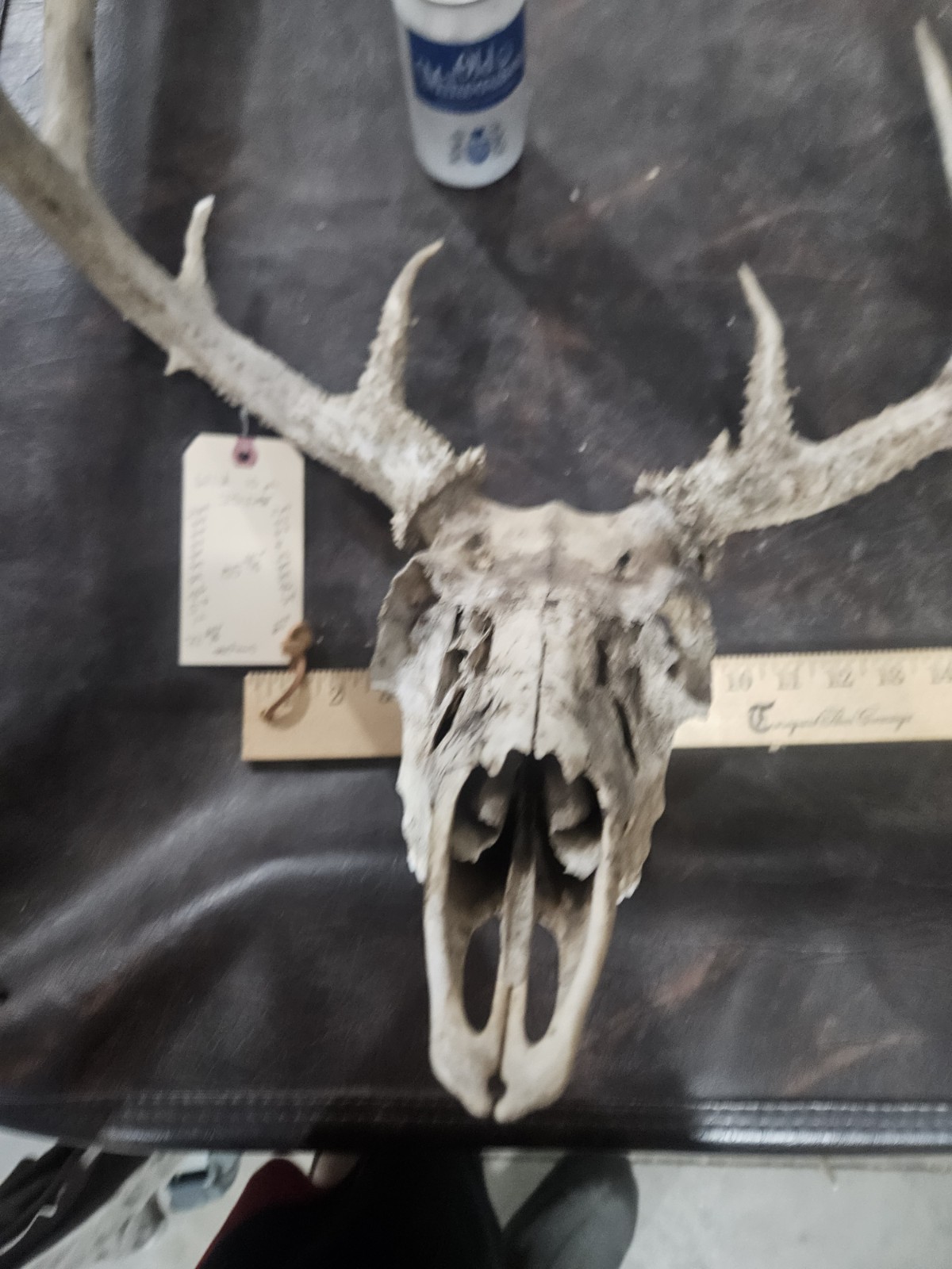 Wild 10 Point Whitetail Deer Antler Rack Horn European Skull Mount Man Cave 155"