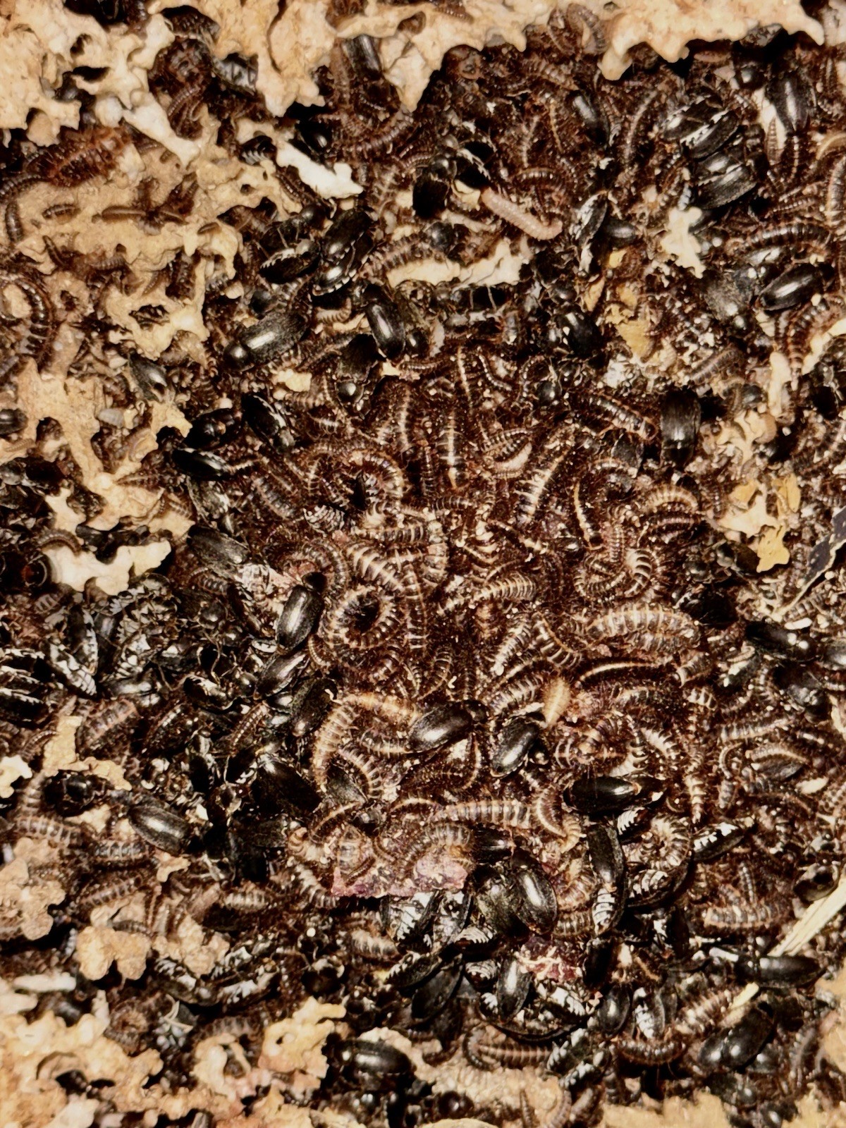 Dermestid Beetles - Taxidermy DIY Euro Mount Skull Cleaner