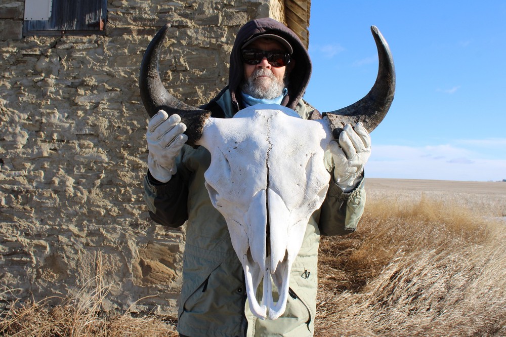 Buffalo Bison Head Skull Horns