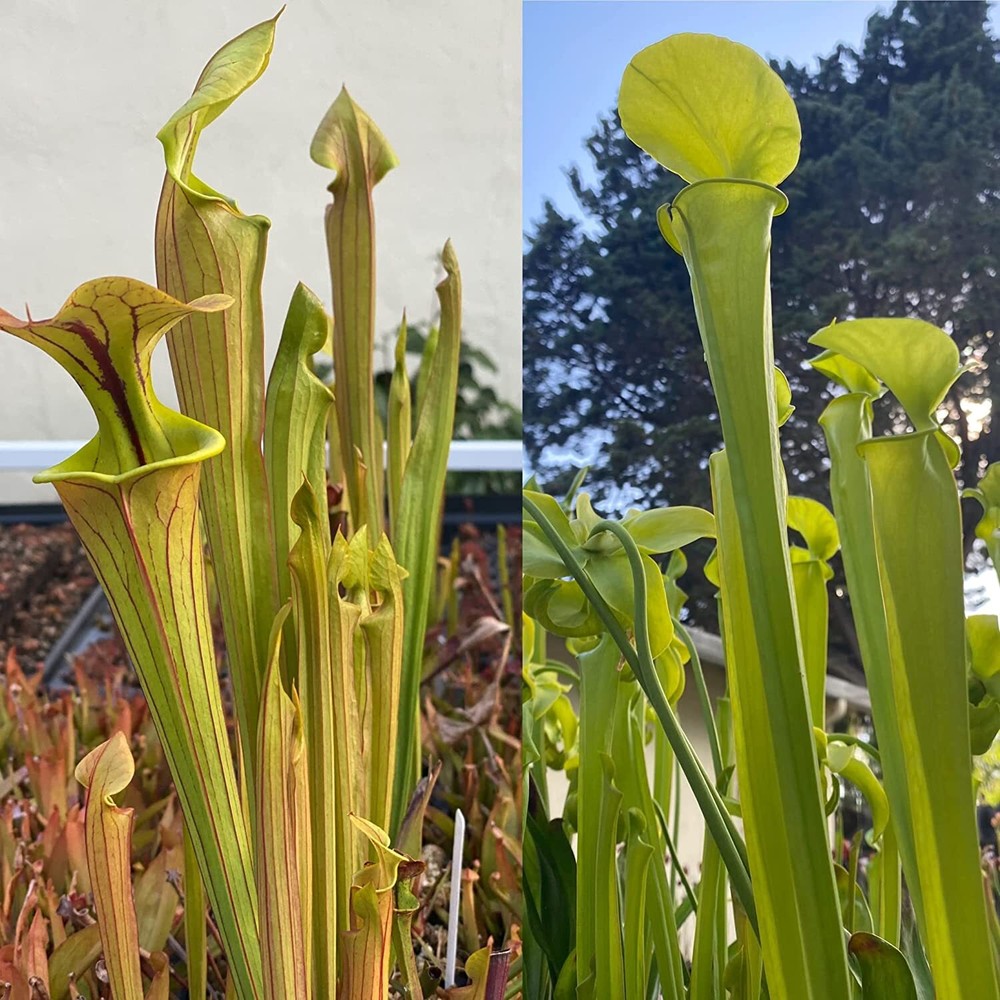 LIVE Carnivorous Pitcher Plant (Sarracenia) Beginner Friendly