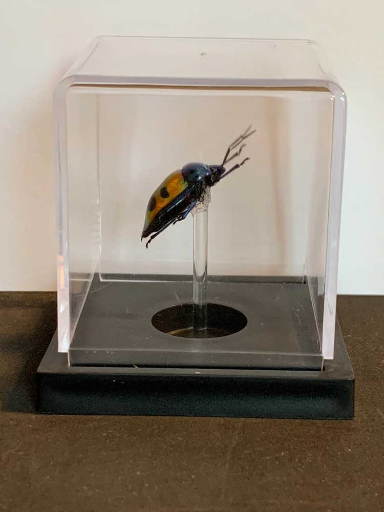 mounted Calliphara caesar (shield bug)