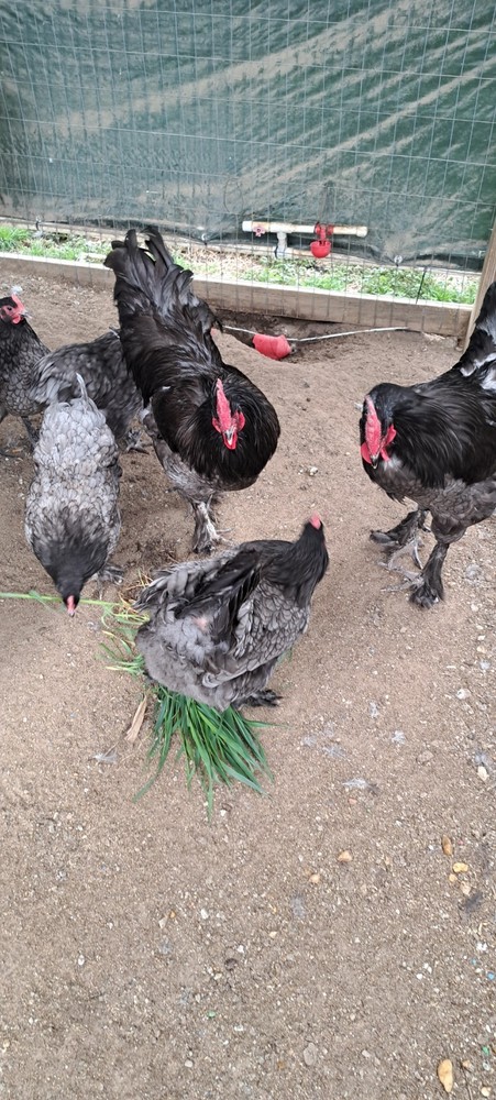 12 Blue Croad Langshan Hatching Eggs