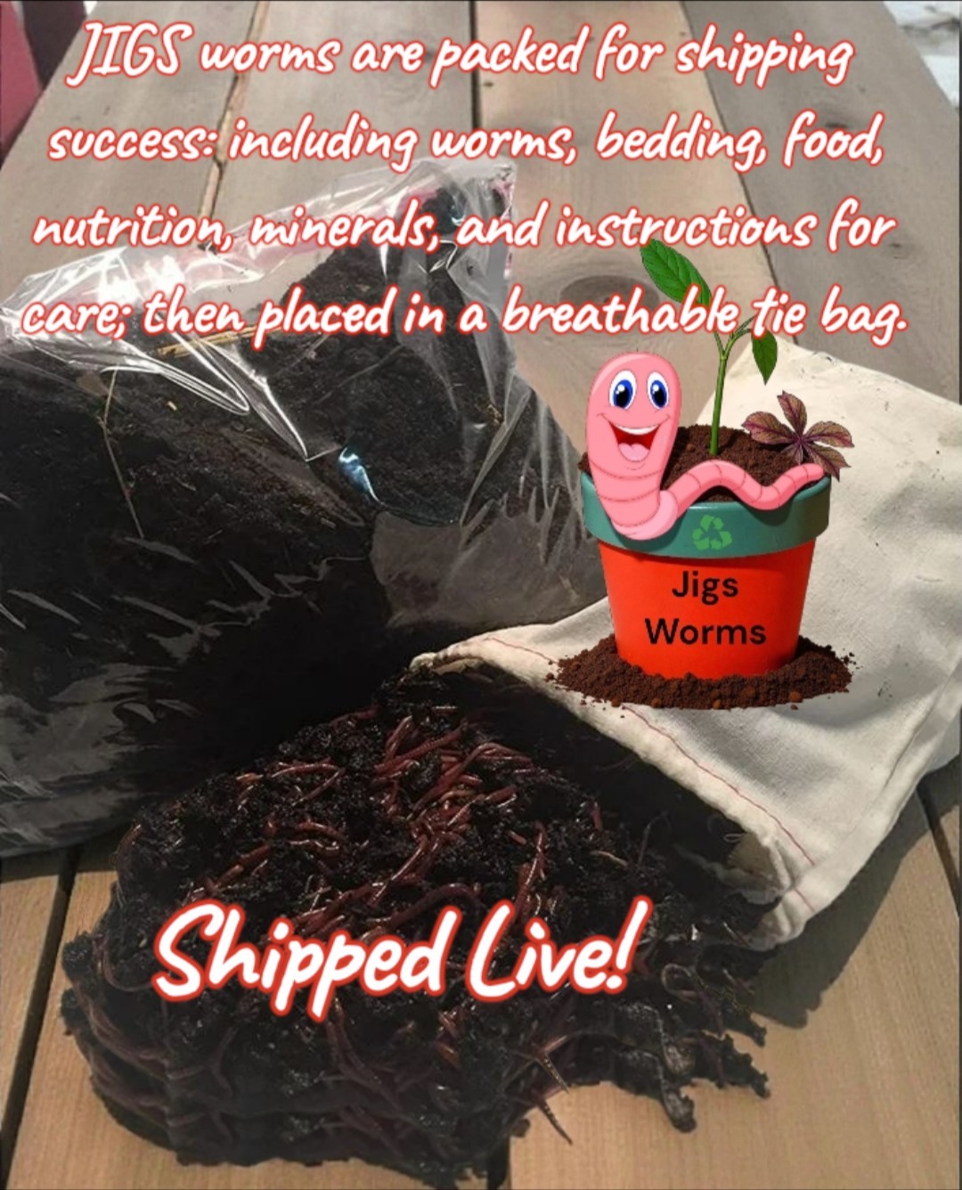 (JIGS) Live PURE Red Wiggler Composting Worms, FREE SHIPPING! No Manure!