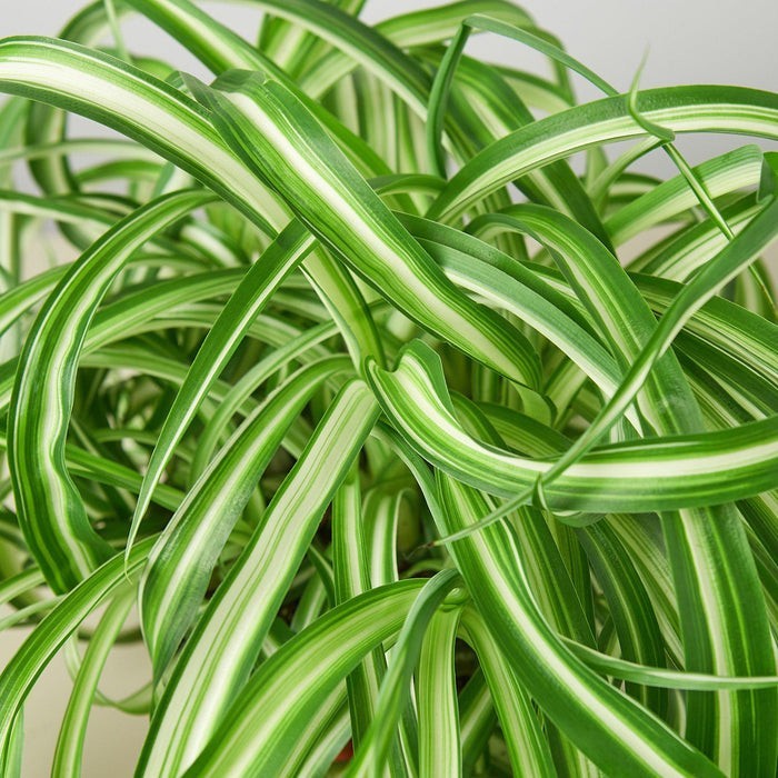 Spider Plant 'Bonnie' 3" Pot