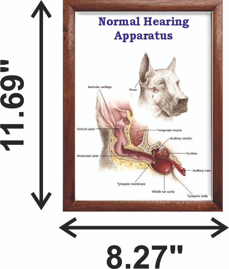 Normal Hearing Apparatus Chart 12x18 inches