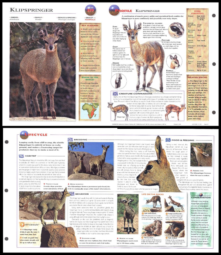 Fold-Out Sheet - Klipspringer - 319