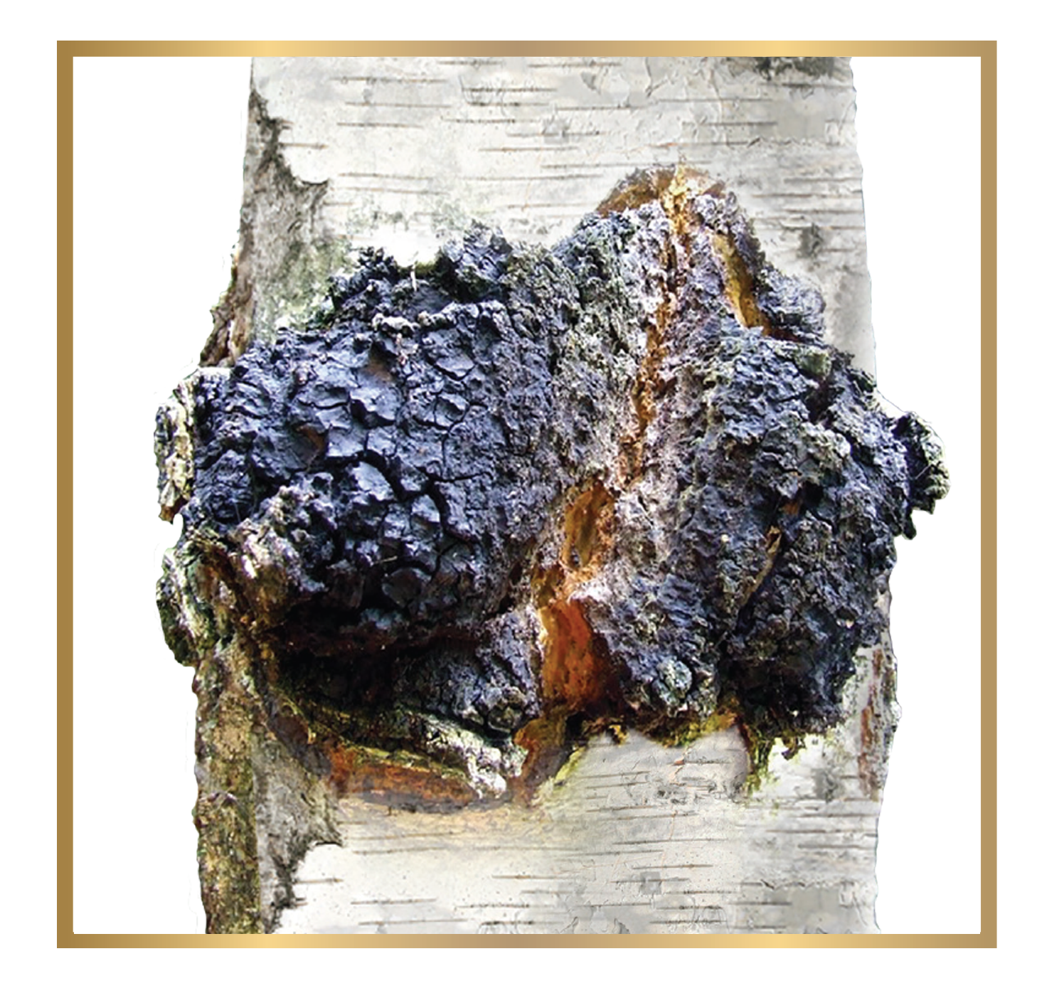 All Natural Siberian Chaga Whole Mushroom Chunks Wild Harvested