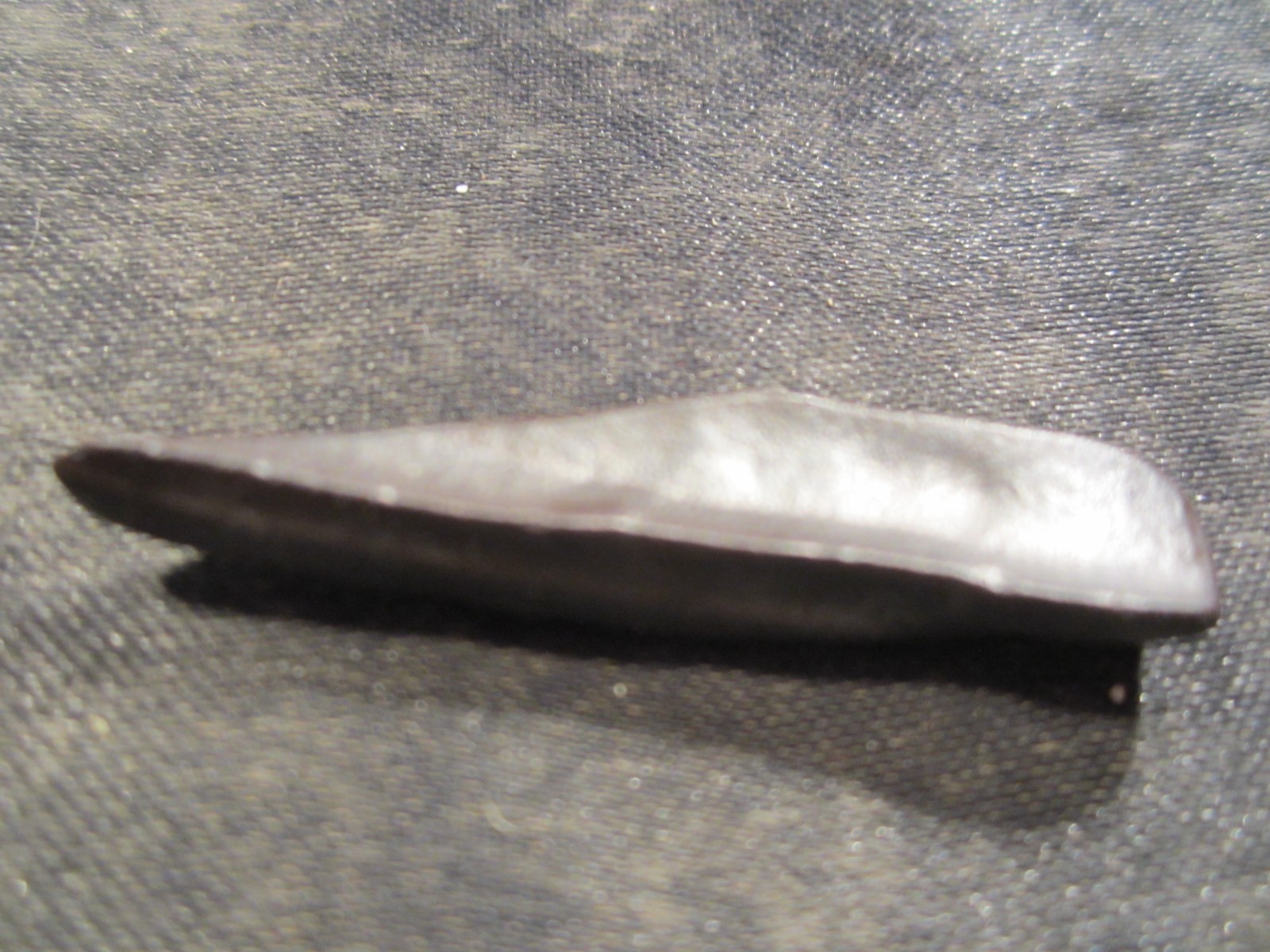 Fossilized Mammal Tooth Venice, Florida