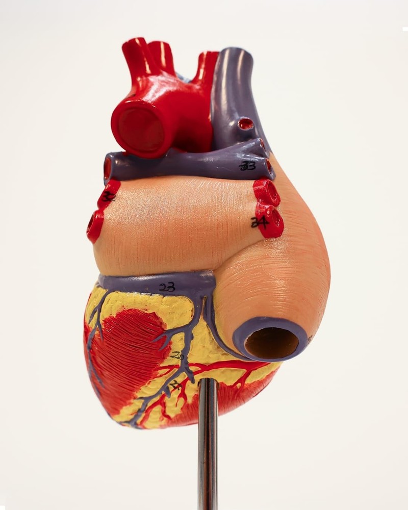 Lifelike Human Heart Model - Educational Kit
