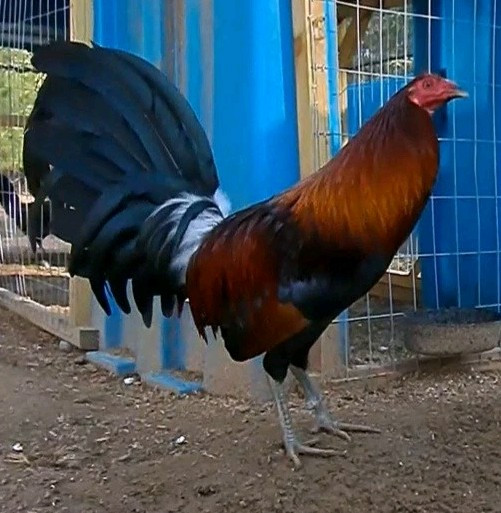 12 Chicken Hatching Eggs.