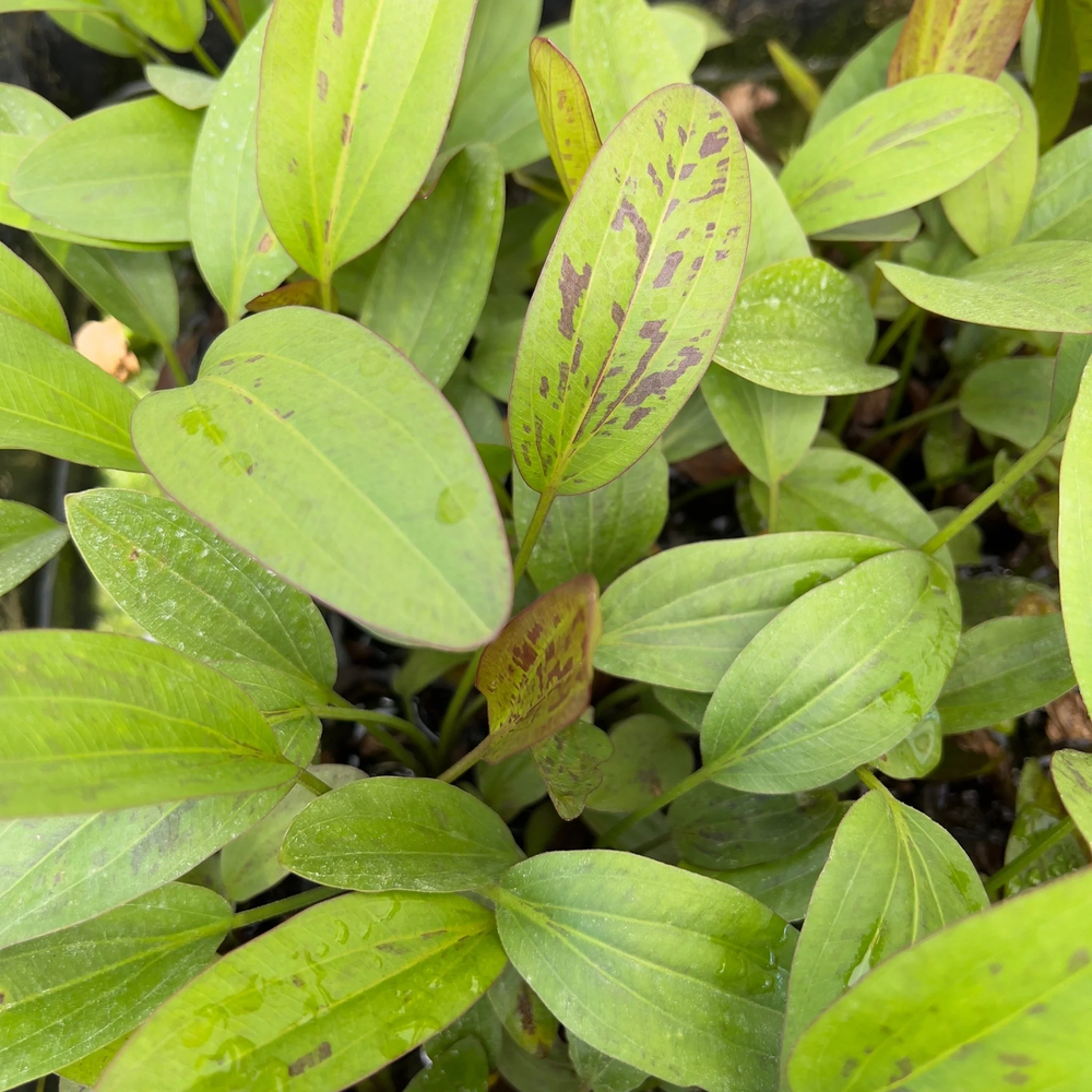 Echinodorus Red Flame | Aquarium Plants Factory®