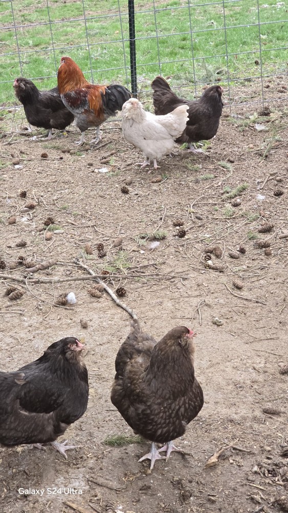 Chocolate/ Splash (Project) Ameraucanas Hatching Eggs from a fun pen!