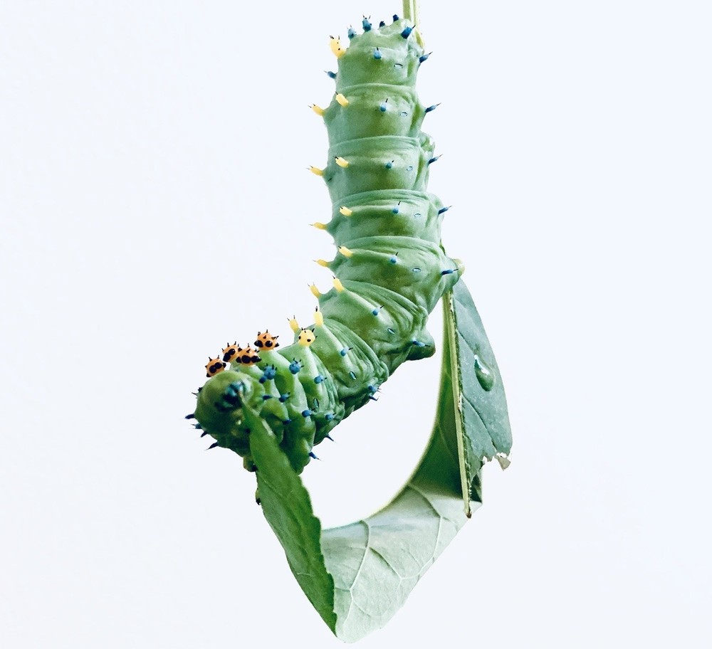 Cecropia Moth cocoon / Pupa