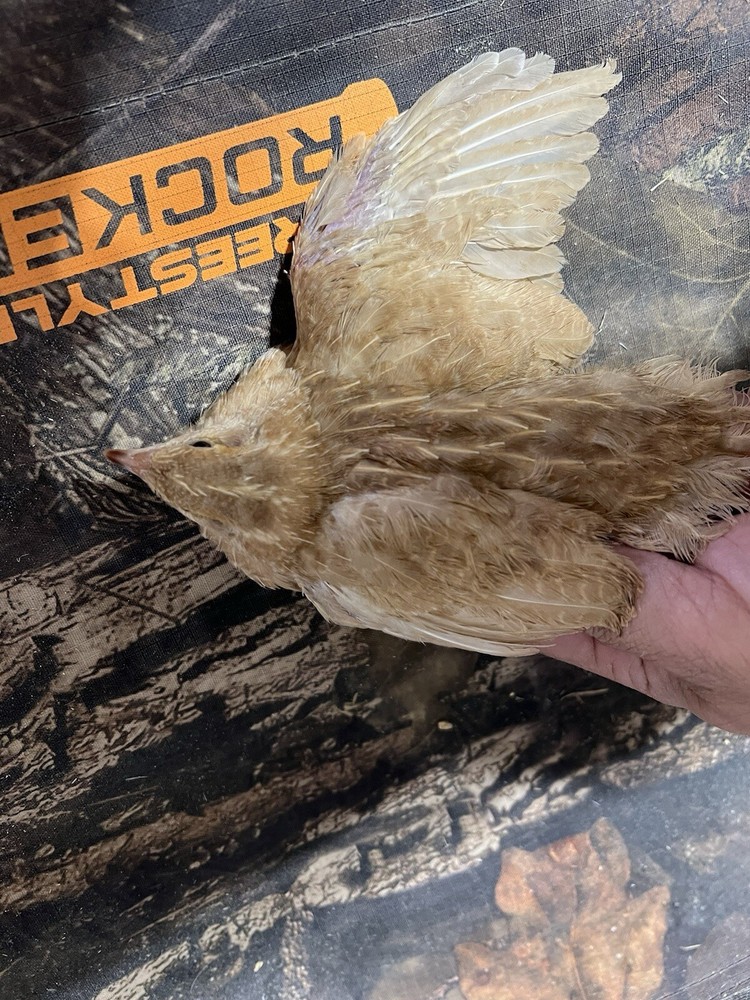 12+ count Ginger Quail Coturnix hatching eggs