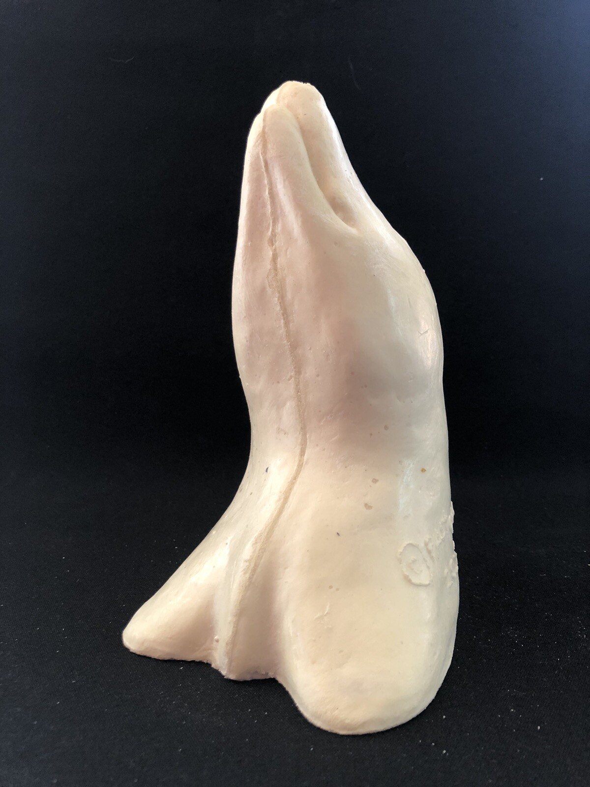 Taxidermy Form Opossum Shoulder Closed Mouth Slight Right Turn 2 X 9