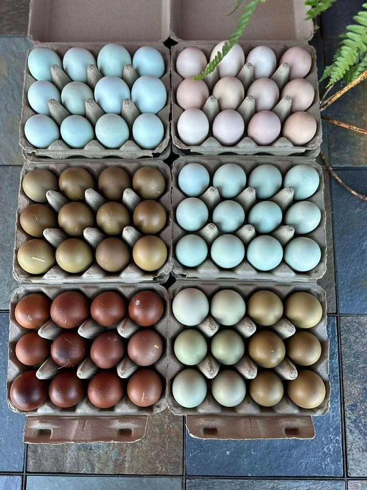12 Olive Egger Hatching Eggs, Multigen F1 BC1 BC2 BC3, Dark Green & Brown , NPIP