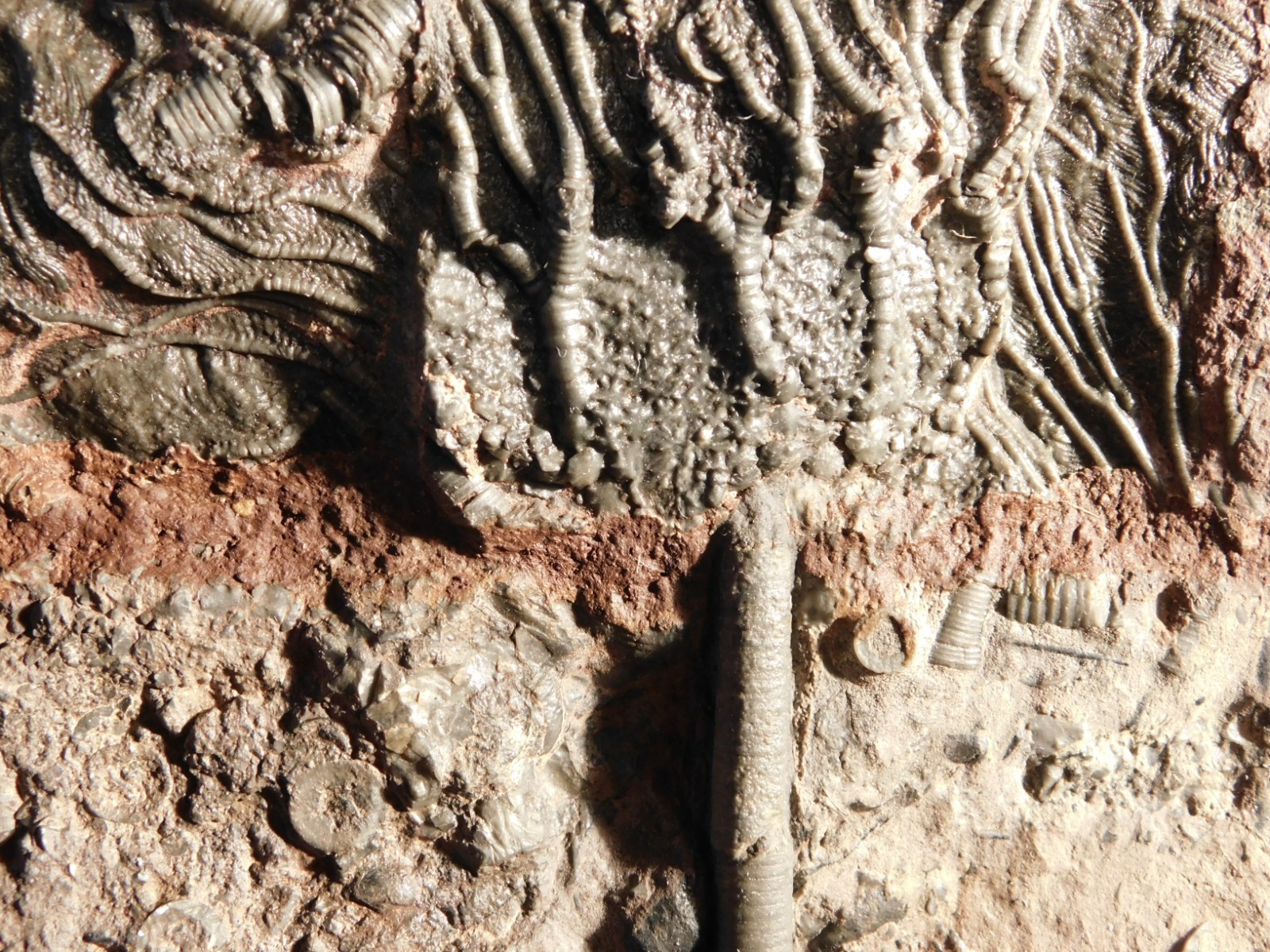 Nice! 430 Million Year Old! CRINOID Fossil or Sea LILY Fossil Morocco 838gr