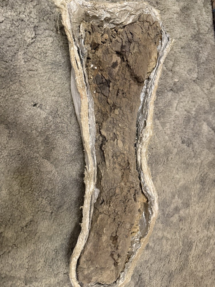 24-inch Edmontosaurus Humerus