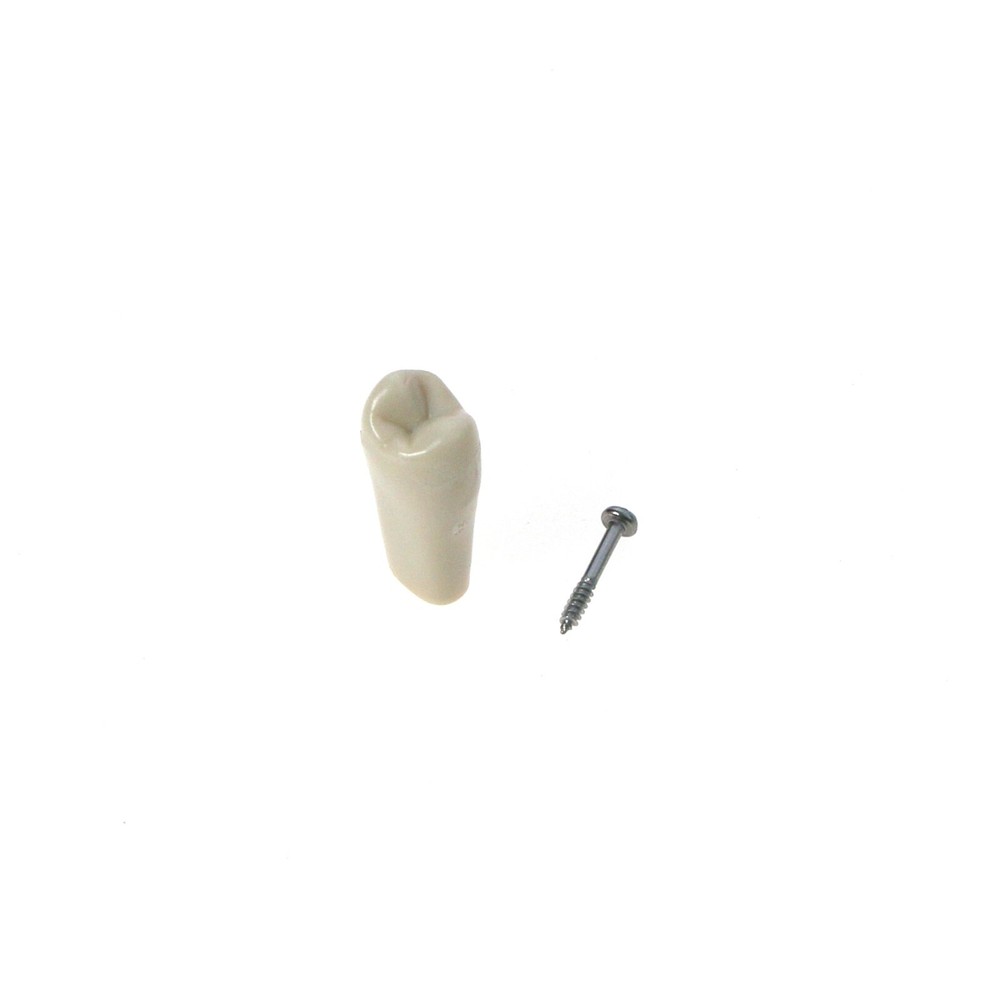 US Columbia Dentoform 860 Type Dental Tooth Model With 32pcs Replacement Teeth