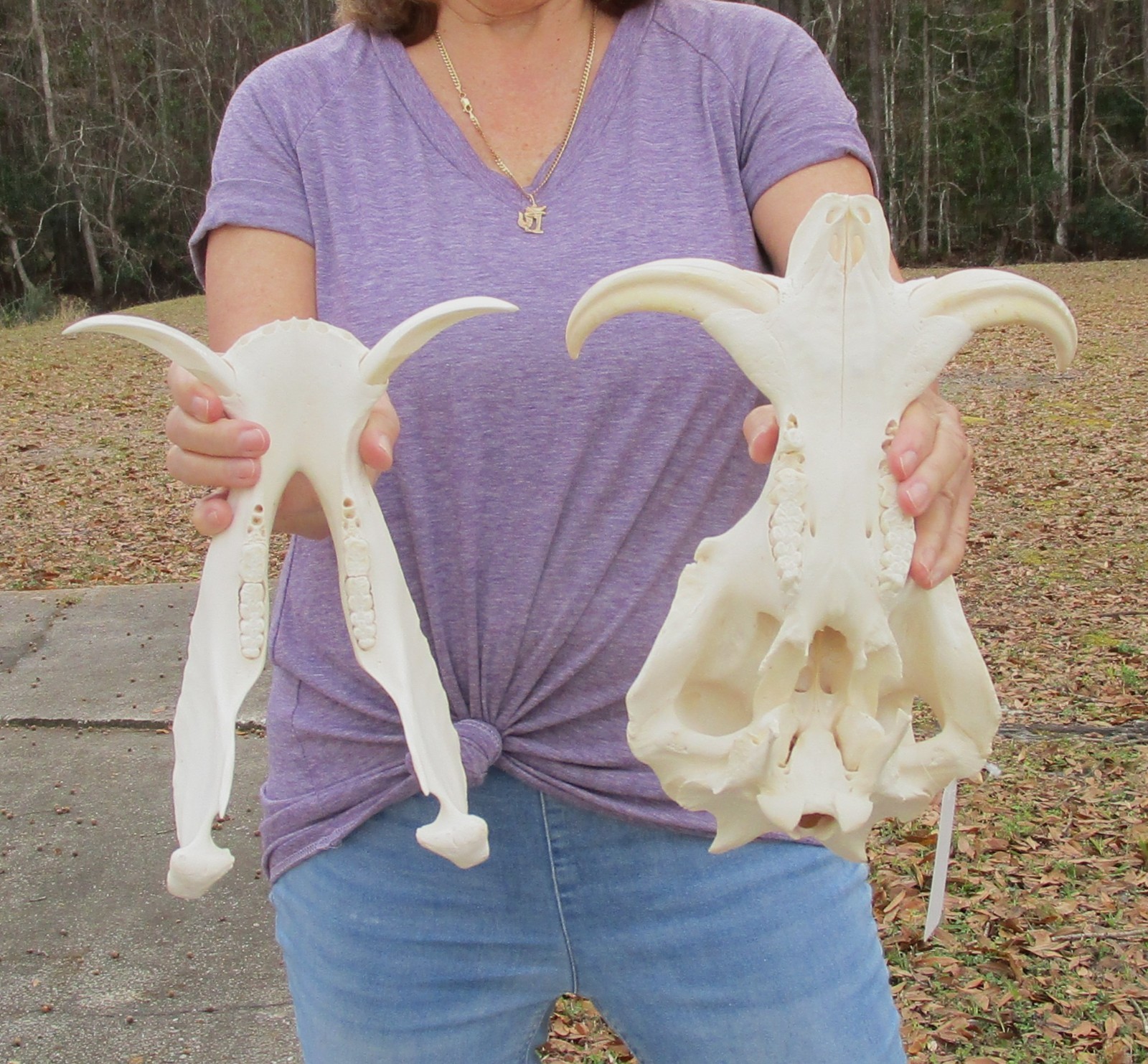 Real South African Warthog Skull w/7 inch teeth taxidermy #51360