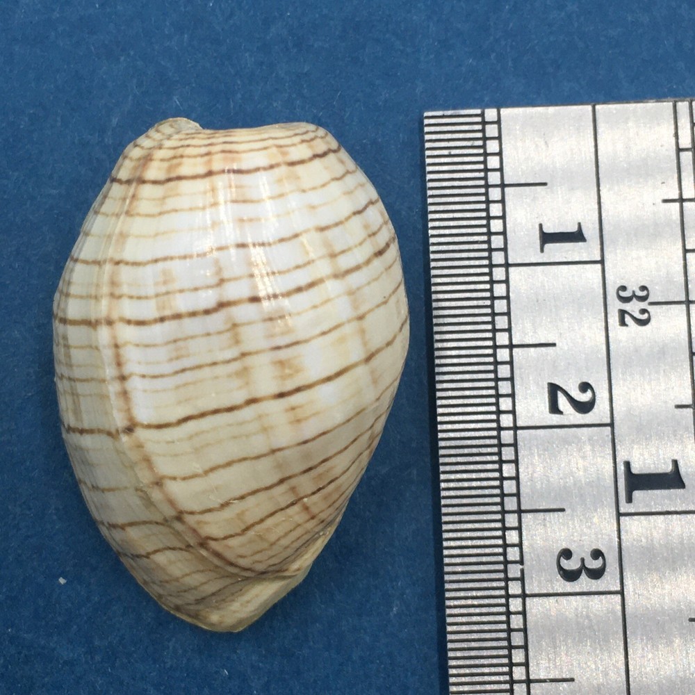 #20 Hydatina physis 30mm Australia Aplustridae