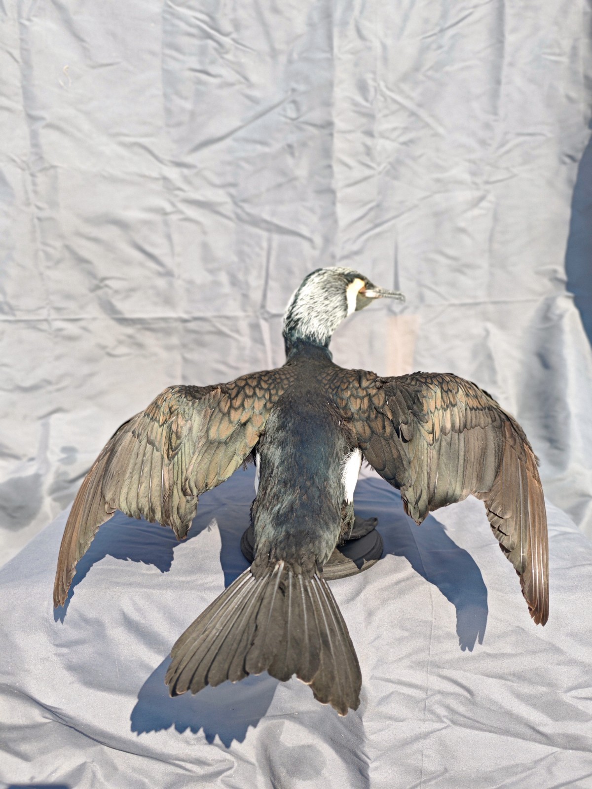 Phalacrocorax Taxidermia