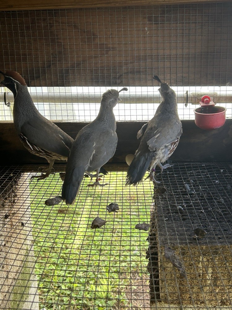 4 Gamble Quail Hatching Eggs