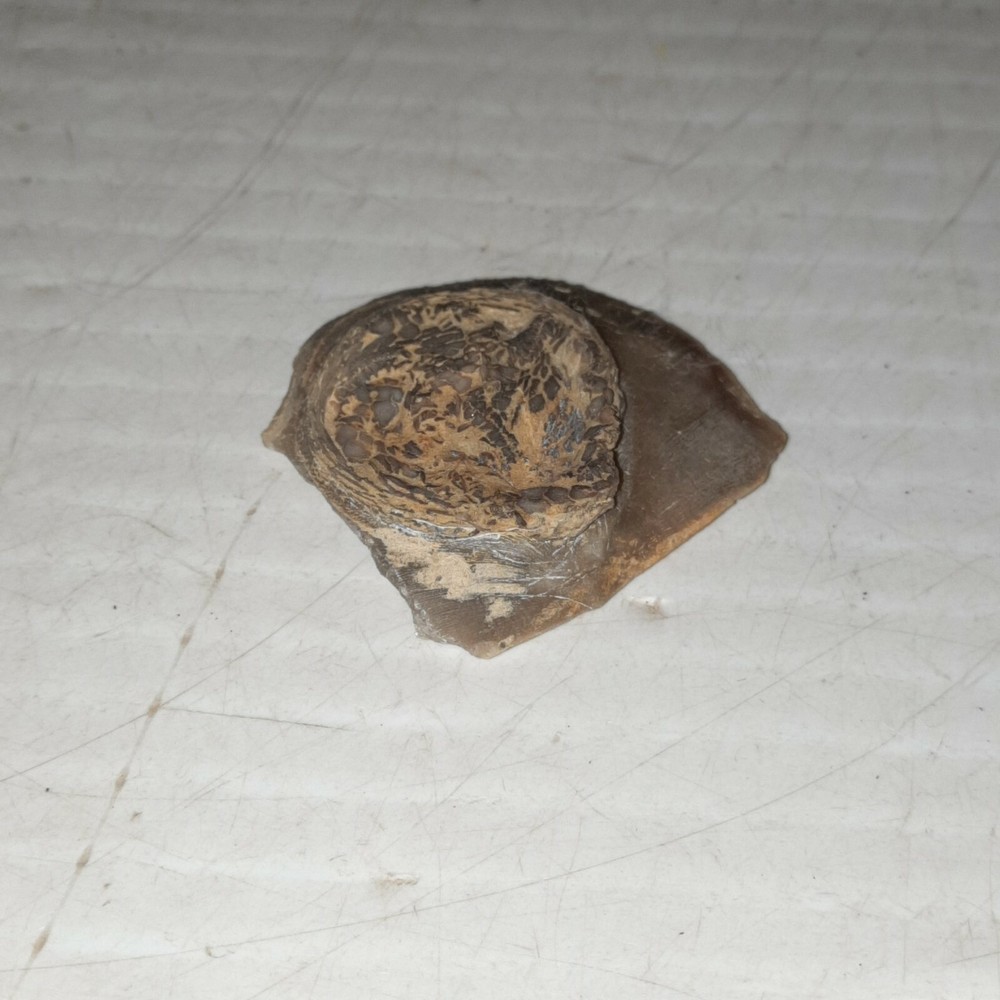 Edrioasteroid Fossil