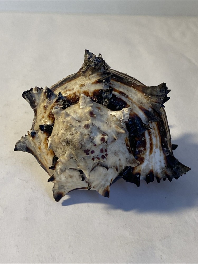 Natural Conch Seashell Black Murex Hermit Rare