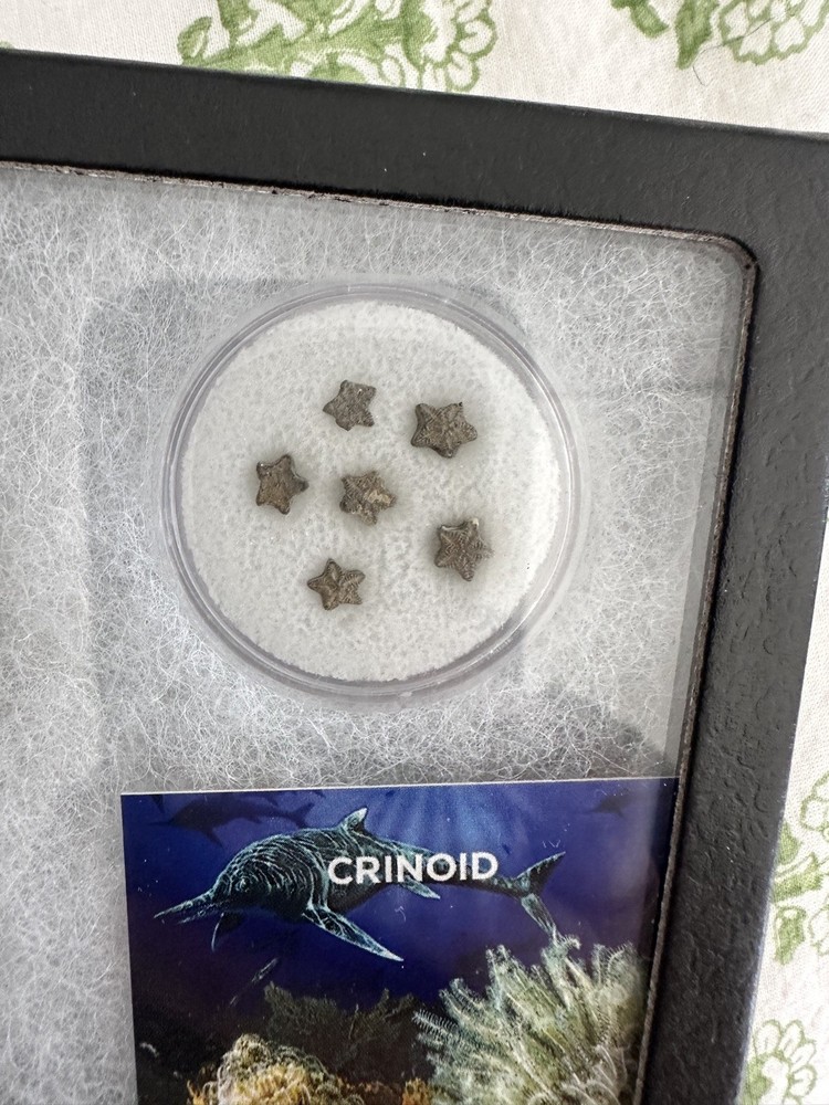 Crinoid - Classic Riker Box Display