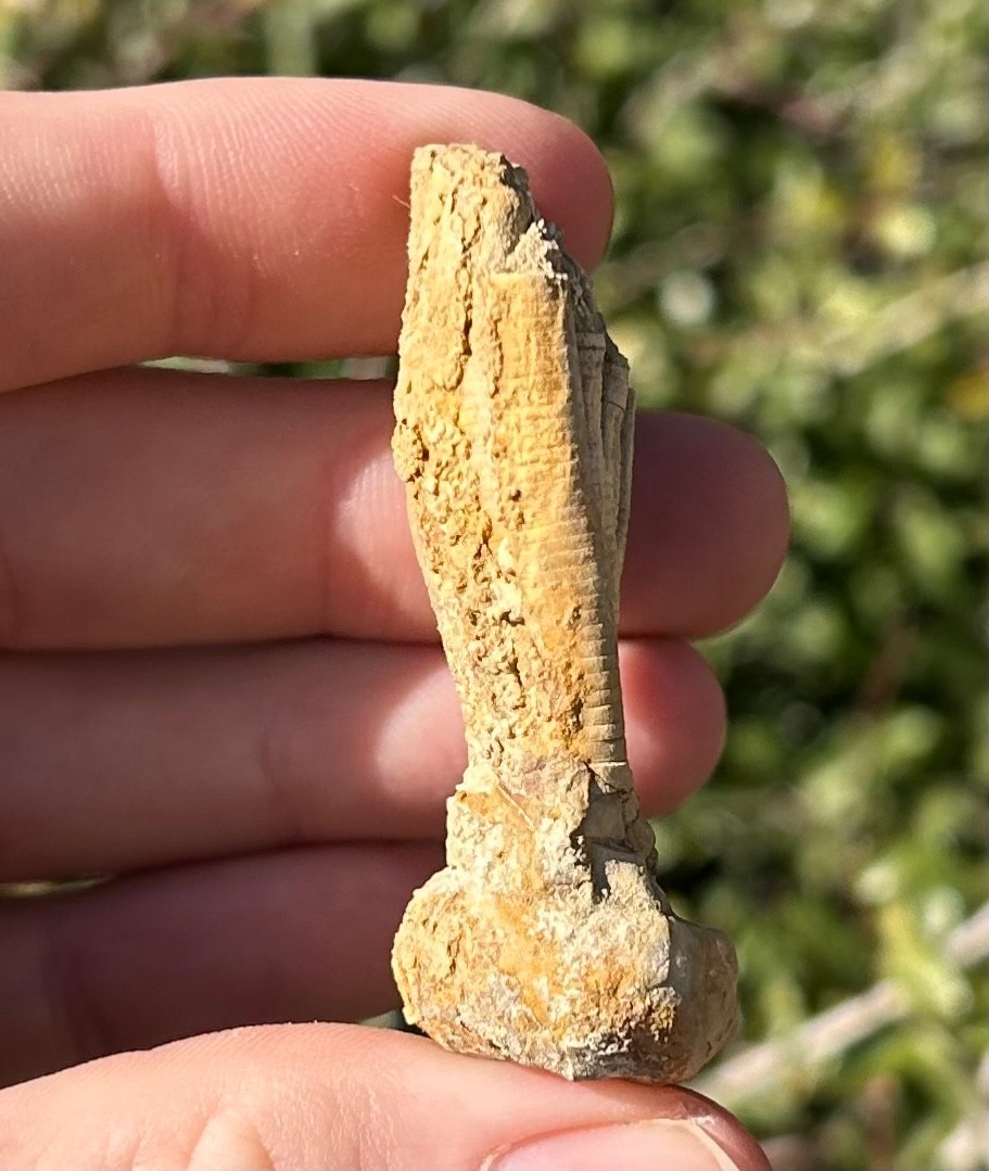 NICE Fossil Crinoid Phanocrinus bellulus Alabama Bangor Limestone Formation