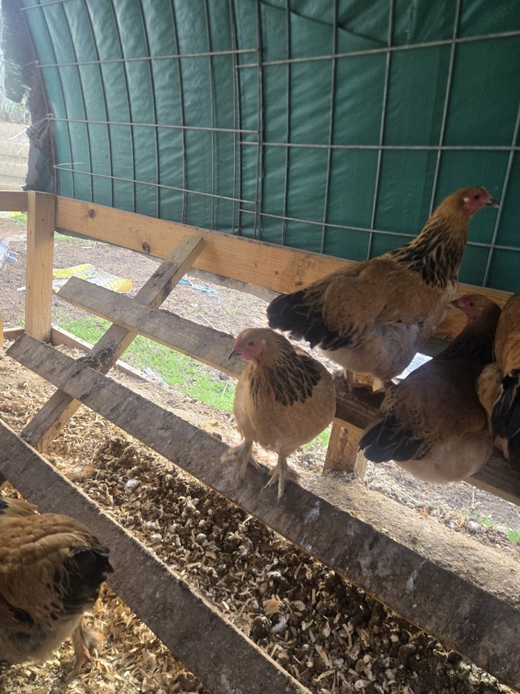 Buff Brahma Hatching Eggs 12 Plus 2 Extra