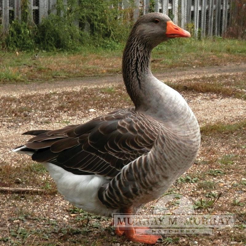 3 Toulouse Goose Hatching Eggs- Purebred Free Range-Guaranteed Fertile!