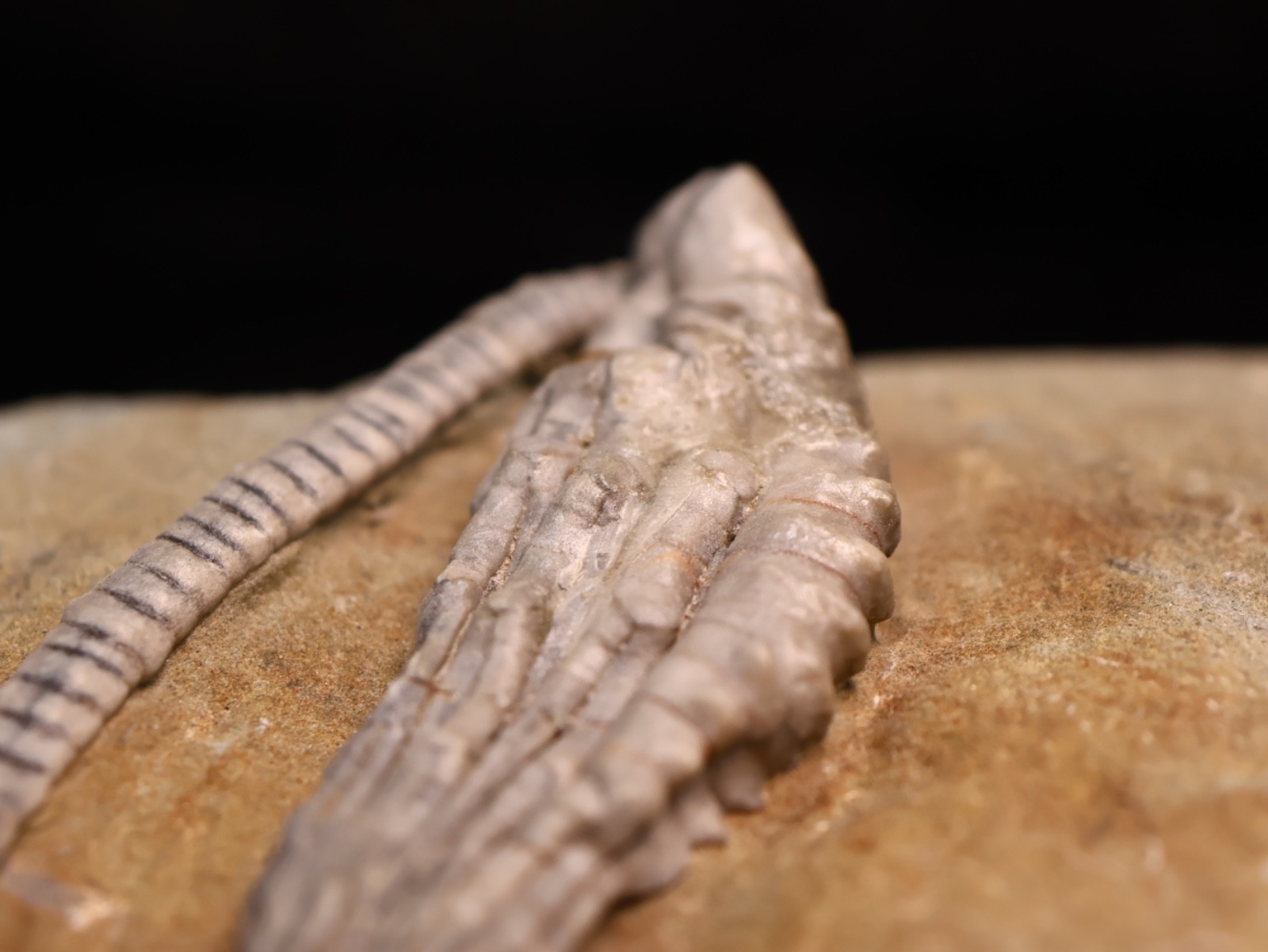 Wound Up Fossil Crinoid, Crawfordsville, IN