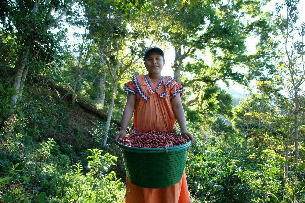 2, 5, 10 LB PANAMA BOQUETE ROASTED COFFEE BEANS WHOLE BEAN Or GROUND - ARABICA