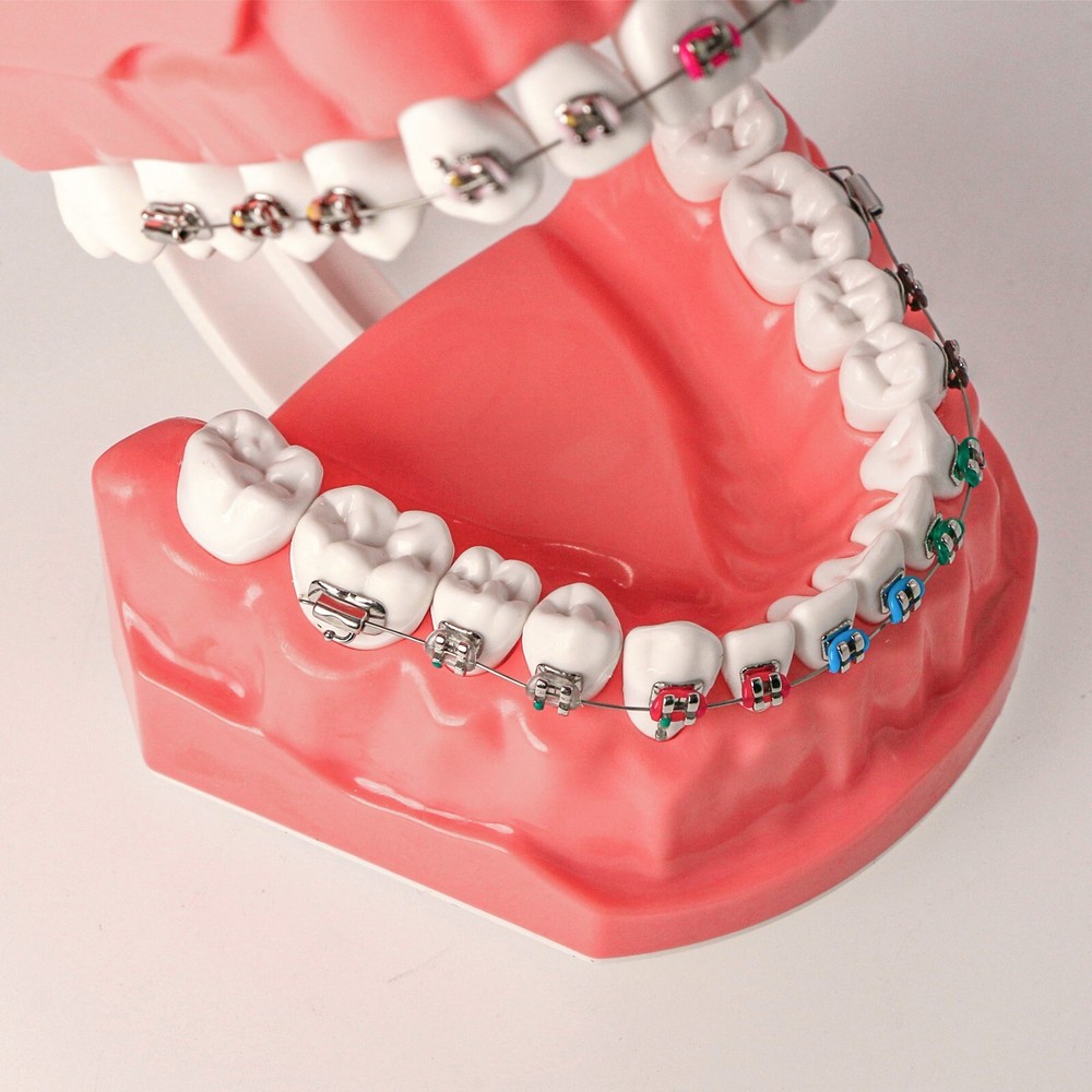 US Dental Typodont Demo Teeth Model1:1 Brushing Flossing Teaching Practice Study