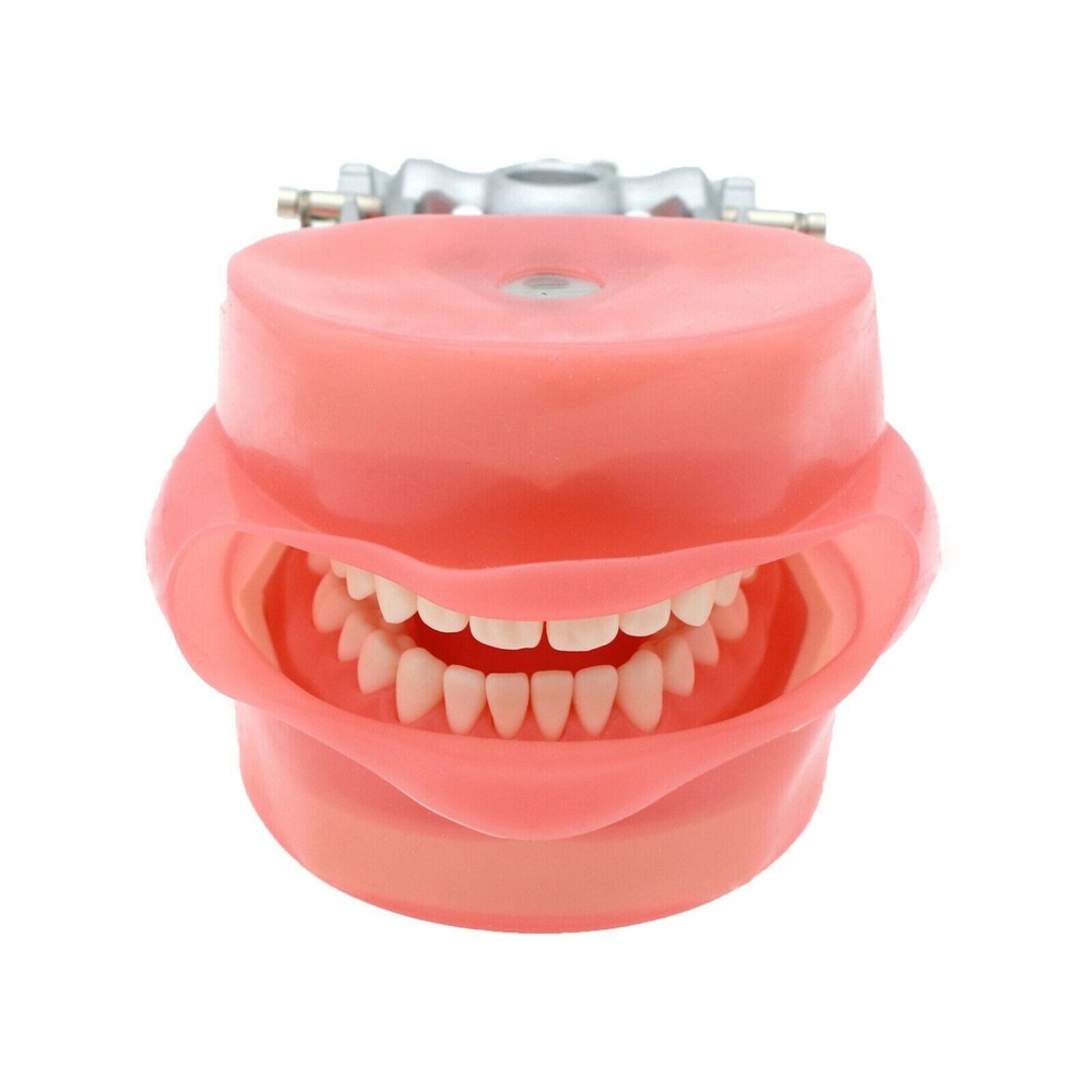 Dental Removable Soft Rubber Simulation Cheek Fit 1:1 Standard Teeth Model