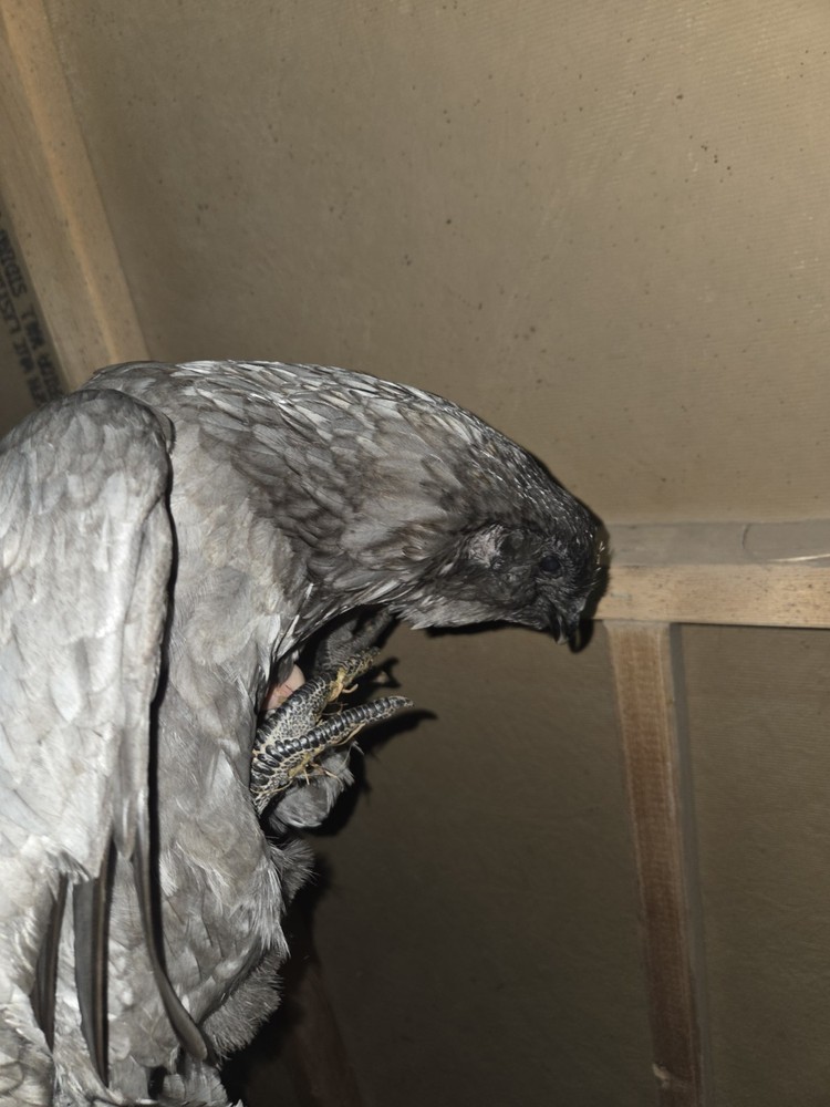 6+ Fertilized Ameraucana Chicken Eggs