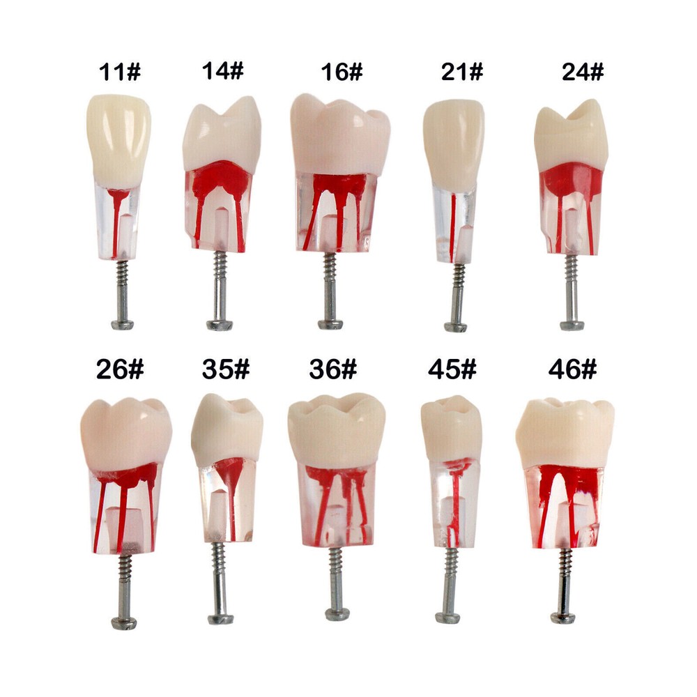 10 Pcs Dental Autoclavable Endo Root Canal Teeth Model Study Practice Typodont