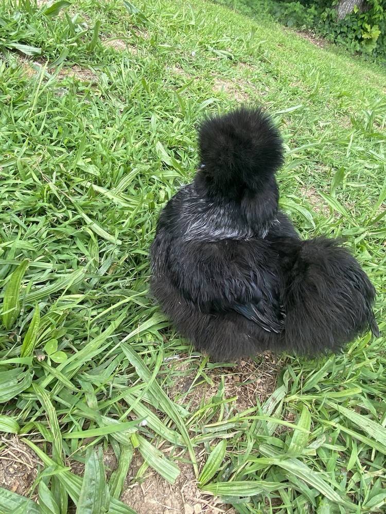 12 Bearded Silkie Hatching Eggs