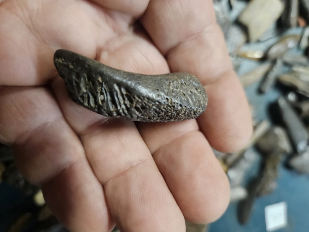 Prehistoric Fossilized Bone
