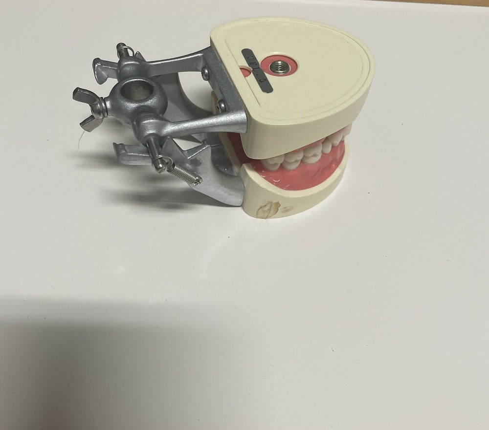 Dental Typodont Model Type With Removable Screw-in Teeth