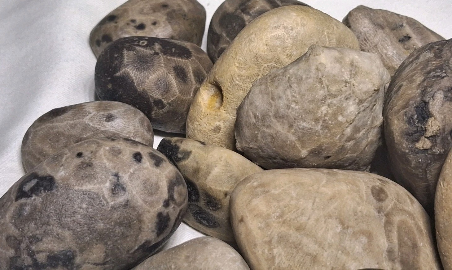 Michigan Petoskey Stone Lot 2 Pound Unpolished Natural Great Lakes Fossil Coral