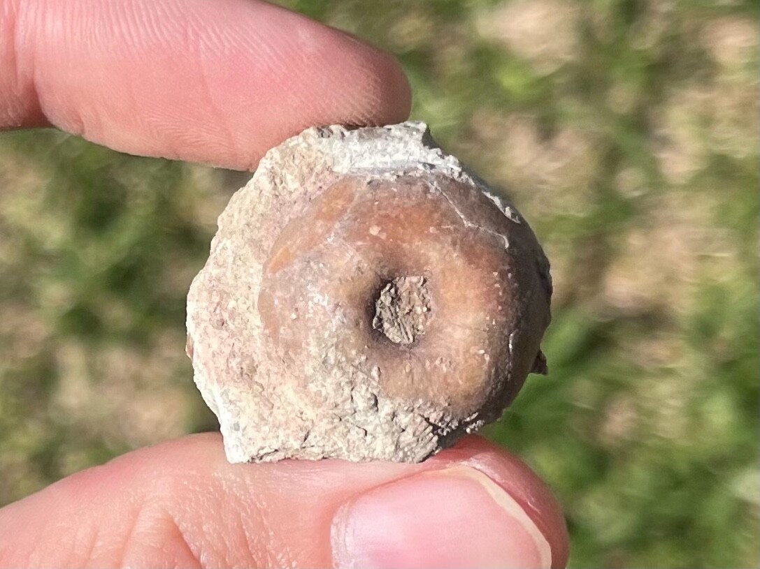 Texas Fossil Crinoid Cup Pennsylvanian Age Brownwood