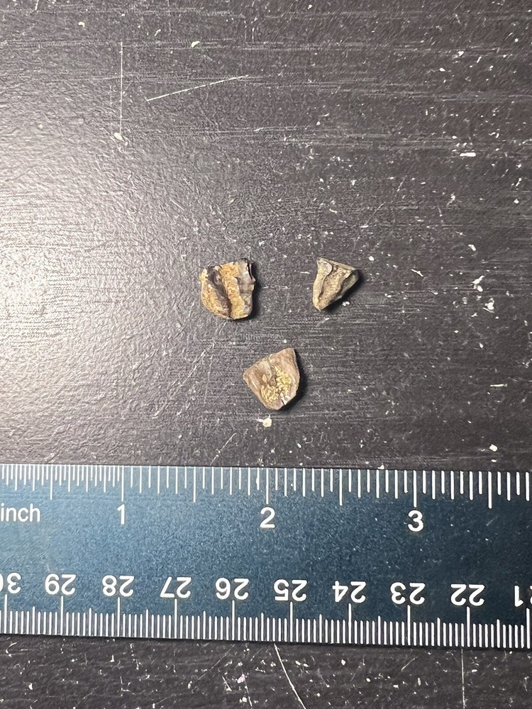 Triceratops Tooth Hell Creek SD