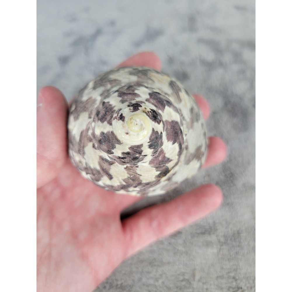 Natural Seashell Spiral Shell Ocean Beach Decor Crafting Specimen 2.5"