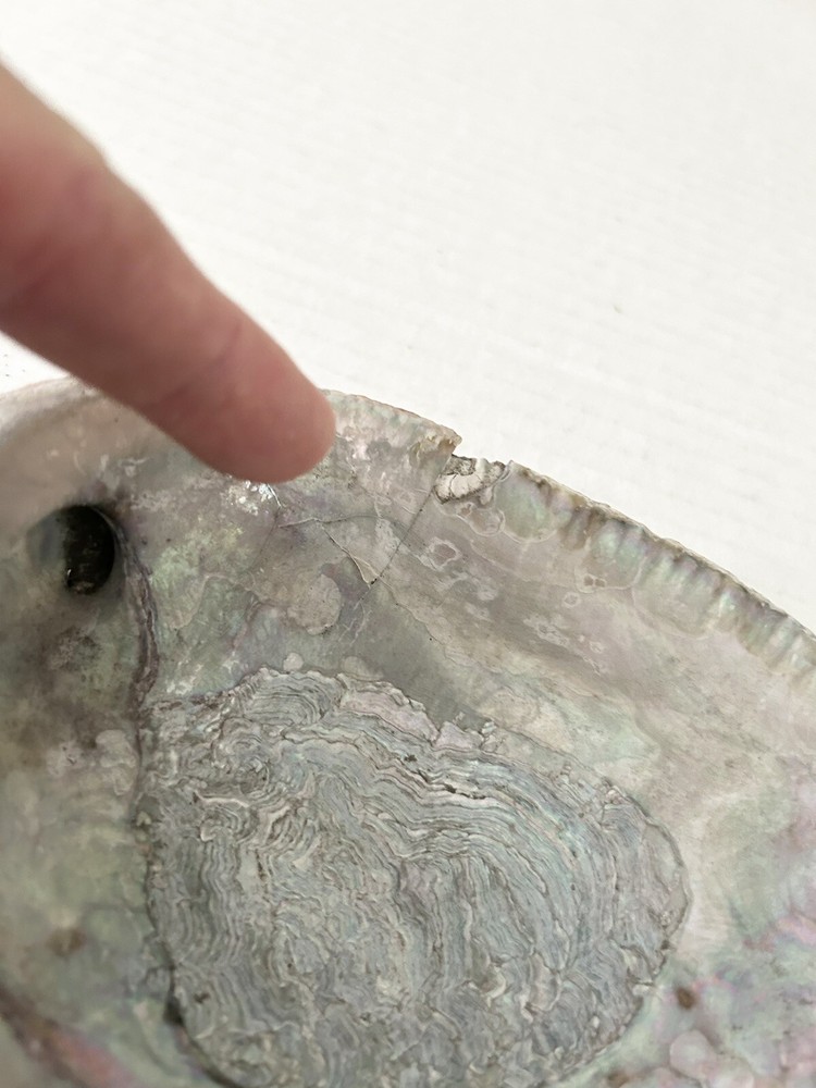 Large Natural Abalone Shell